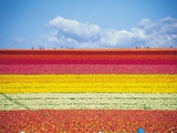 Field Of Flowers