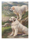 Two Great Pyrenees dogs guard a flock of sheep