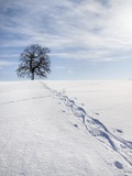 Snow shoe tracks in snow