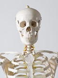 Head and shoulders of an anatomical skeleton model