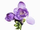 Freesia