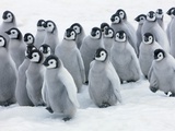 Buy Emperor Penguin Chicks at AllPosters.com