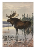 Buy Painting of a moose wading in a lake and eating aquatic plants at AllPosters.com