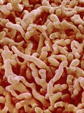 Buy Human placenta at AllPosters.com