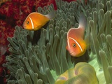 Buy Pink Anemonefish in Magnificant Sea Anemone at AllPosters.com