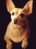 Alert Chihuahua