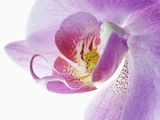 Moth Orchid