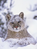 Cougar,Mountain Lion,Puma Yearling male in winter Rocky Mountains Felis concolor