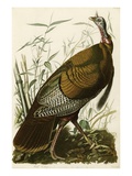 Wild Turkey