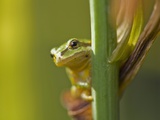 Buy Pacific Treefrog (Hyla regilla), British Columbia. at AllPosters.com
