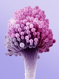 Buy Fungus Aspergillus at AllPosters.com