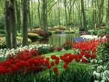 Buy Woods and Stream, Keukenhof Gardens, Holland at AllPosters.com