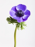 Buy Purple Anemone flower at AllPosters.com