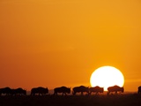 Buy Herd of migrating Wildebeest at AllPosters.com