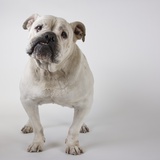 Bulldog