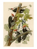 Pileated Woodpecker