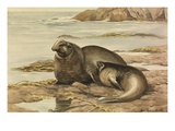Buy Painting of two northern sea-elephants, or elephant seals at AllPosters.com