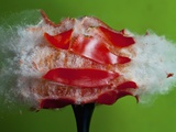 Tomato Surprise