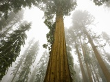 Giant Sequoia trees in snow and fog in Sequoia National Park Photographic Print