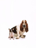 Basset hound and a chihuahua