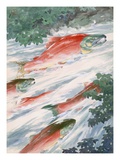 Art of red salmon migrating to spawning grounds