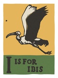 I is for ibis