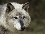 Wolf (Canis lupus)