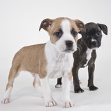 American bulldog puppies