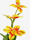 Tulip
