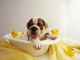 Bulldog Puppy in Miniature Bathtub
