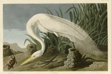 Buy White Heron at AllPosters.com