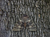 Moth Camoflaged Against Tree Bark