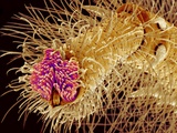 Buy Hairs on the tip of the leg of a spider at AllPosters.com