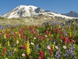 Buy Wildflowers in Mount Rainier National Park at AllPosters.com