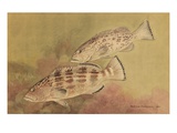 Painting of fish in the grouper family.