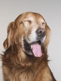 Portrait of Golden Retriever