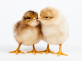 Buy Day-old chicks at AllPosters.com