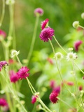 Buy Knautia macedonica at AllPosters.com