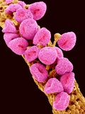 Buy Geranium pollen at a magnification of x300 at AllPosters.com