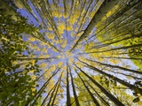 Golden Aspen Trees Seen From Below Photographic Print