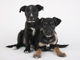 Two Puppies