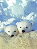 Buy Three-month Old Twin Polar Bear Cubs (Ursus Maritimus) Resting on Their Mother's Back, Coastal Huds at AllPosters.com