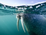 Buy Walrus Swimming at Water Surface Near Tiholmane Island at AllPosters.com