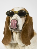 Bassett Hound Licking Nose