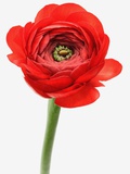 Peony