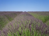 French lavender field