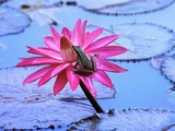 Frog on water lily in pond