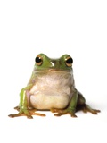 Curious Green Frog, Peering at Camera, White Background