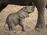 Buy Newborn Baby Elephant Learning to Nurse at AllPosters.com