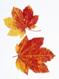 Buy Maple Leaves in Autumn Color at AllPosters.com